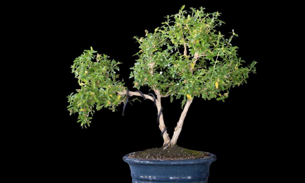 tipi di bonsai 