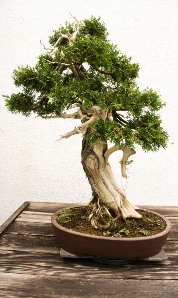 tipi di bonsai 