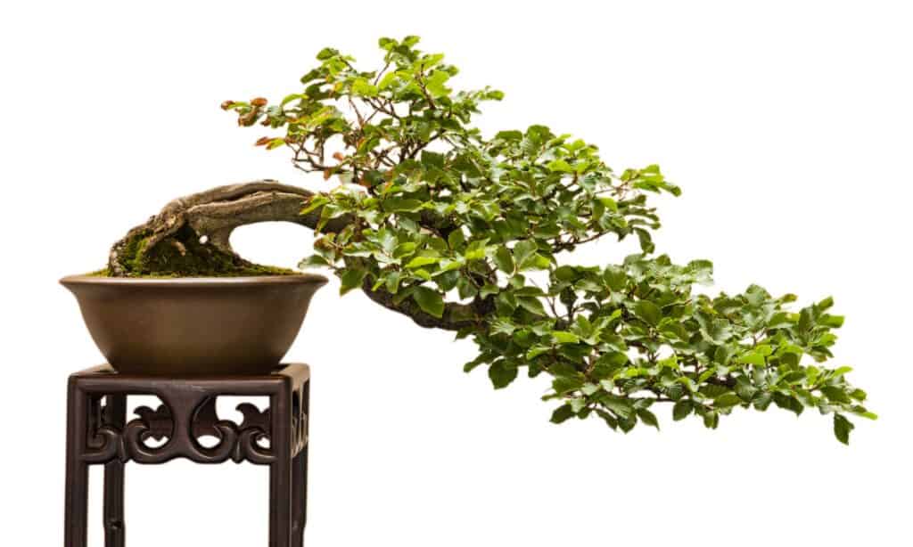 Come posizionare correttamente un albero bonsai