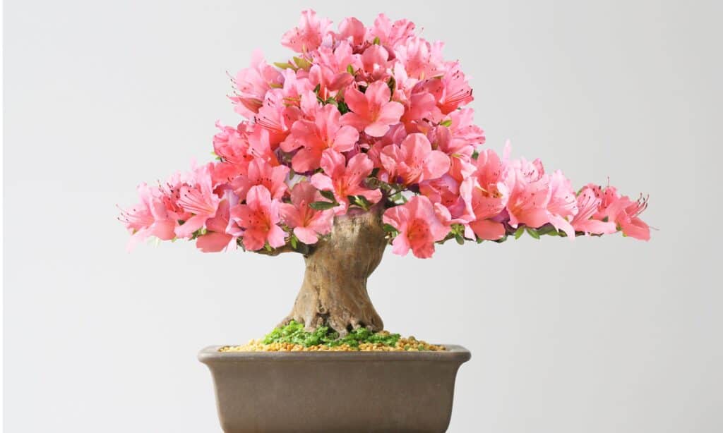 Bonsai in fiore