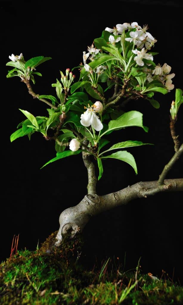 tipi di bonsai 