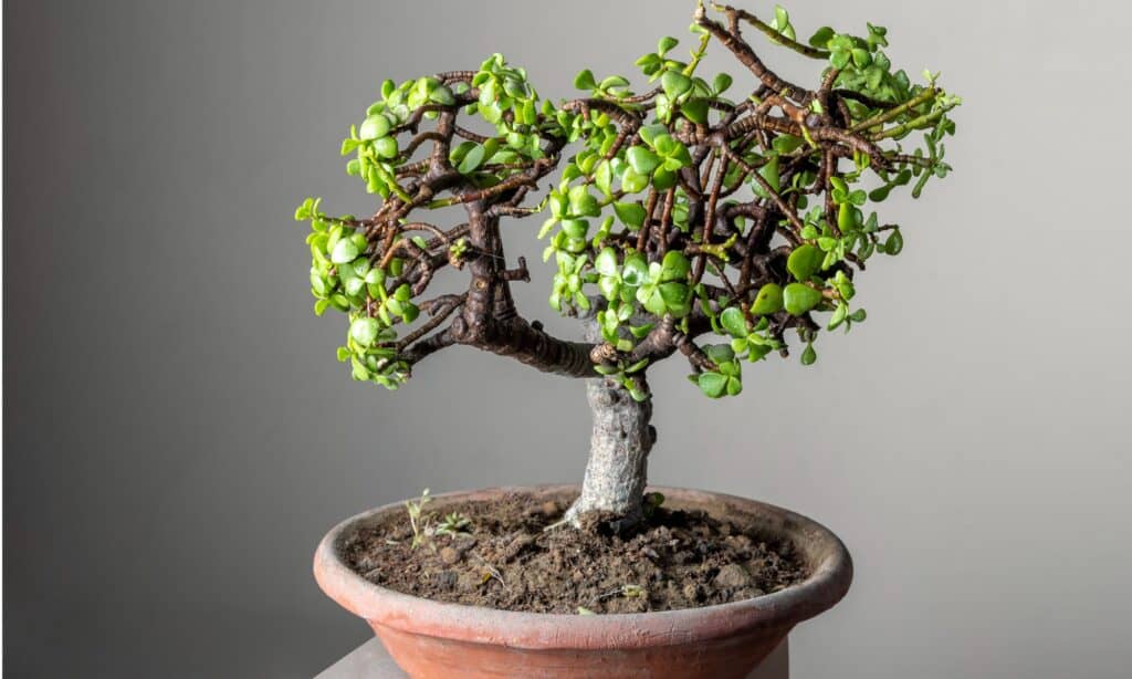 tipi di bonsai 