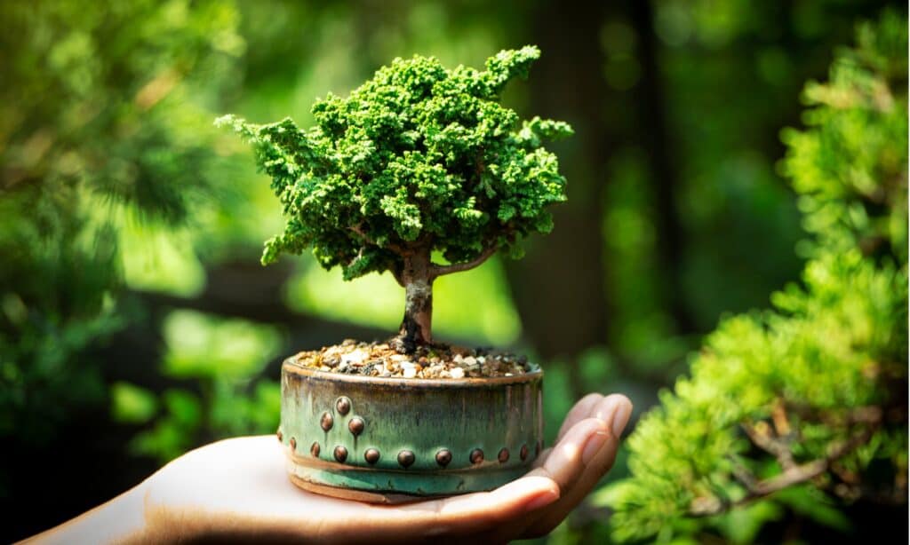 tipi di bonsai 