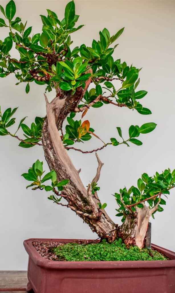 tipi di bonsai 