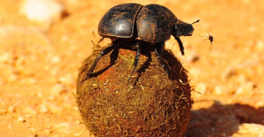 Scarabeo stercorario su sterco, primo piano.