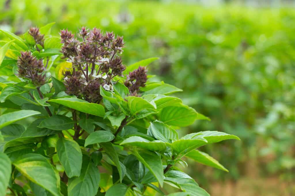 Basilico basilico var.  thyrsiflora è comunemente noto come "basilico tailandese".
