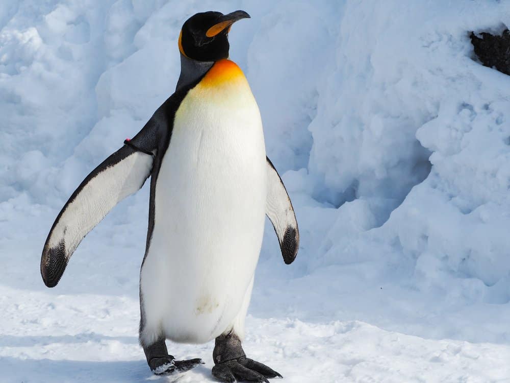Pinguino imperatore