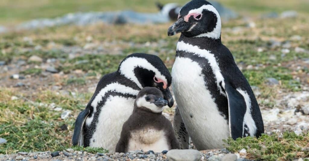 baby pinguino - pulcino di pinguino e i suoi genitori