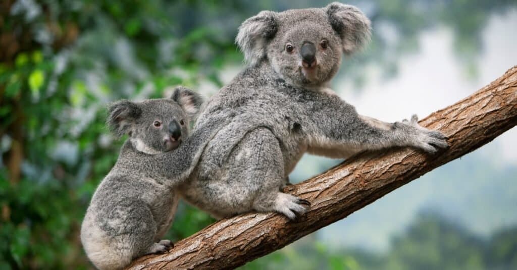 Animali con pollici opponibili-koala