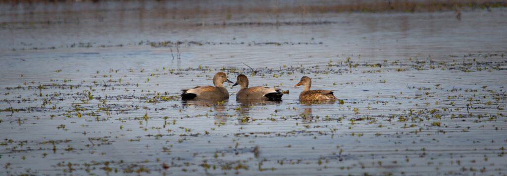Wheeler National Wildlife Refuge anatre