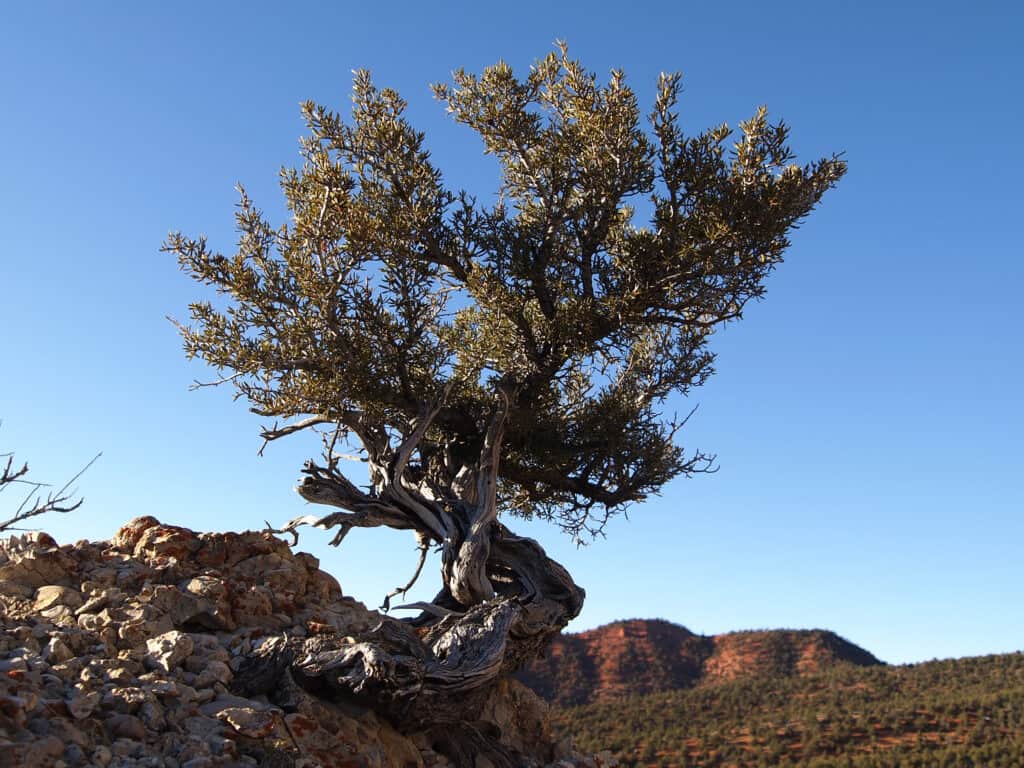 Albero di mogano di montagna