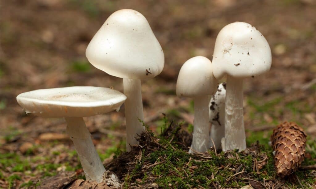 Tipi di funghi velenosi
