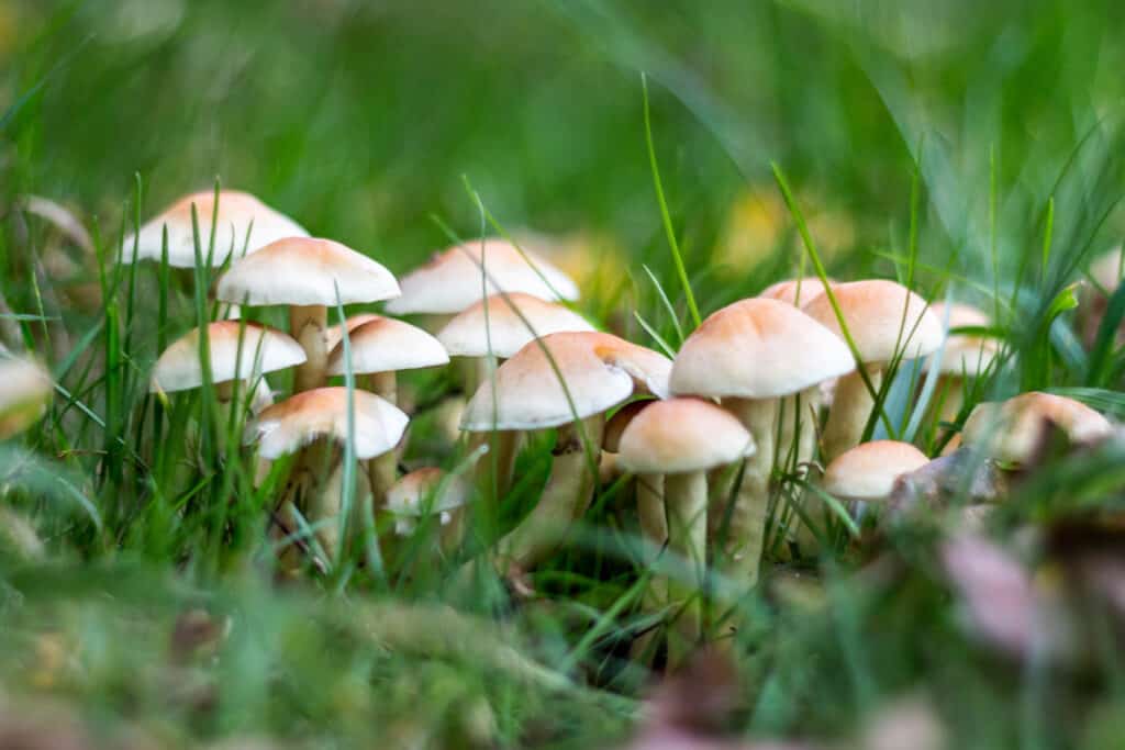 Tipi di funghi velenosi