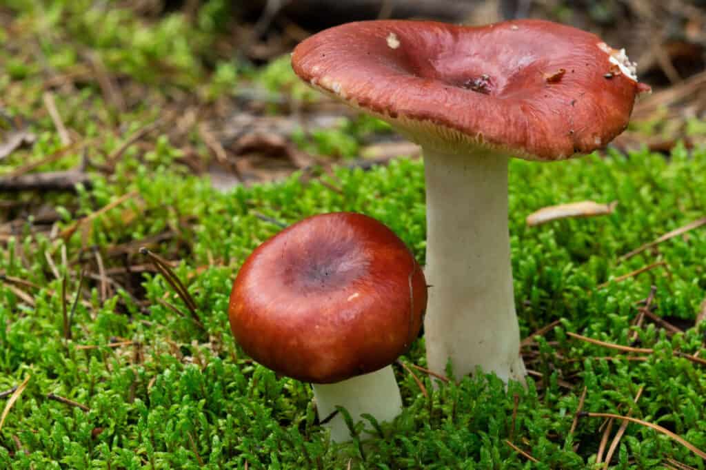 Tipi Di Funghi