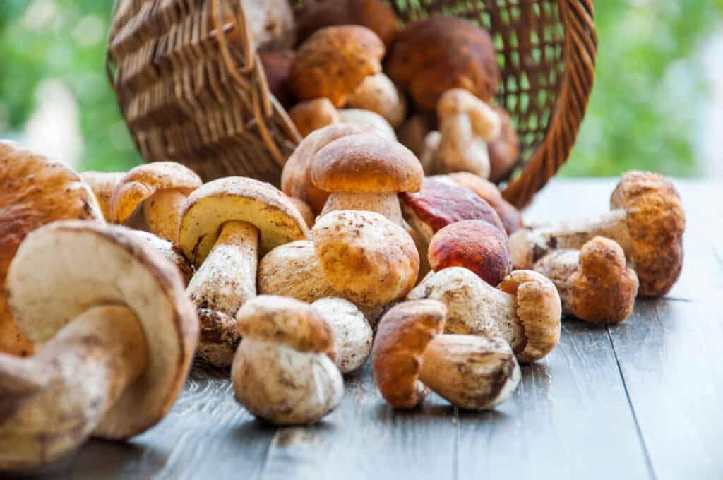 Tipi Di Funghi