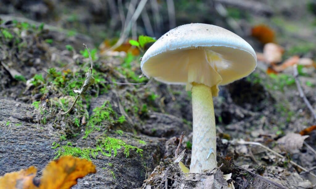 Tipi di funghi velenosi
