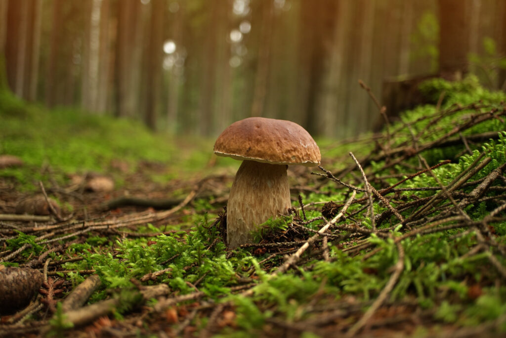 tipi di funghi commestibili