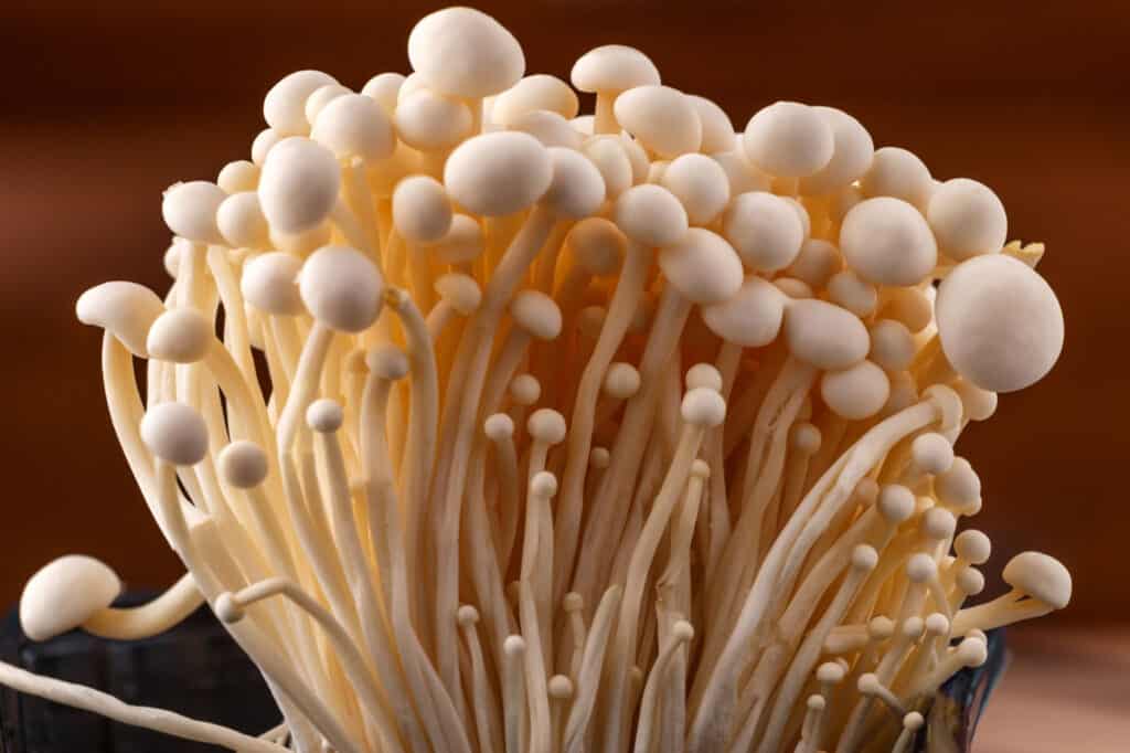 Tipi Di Funghi