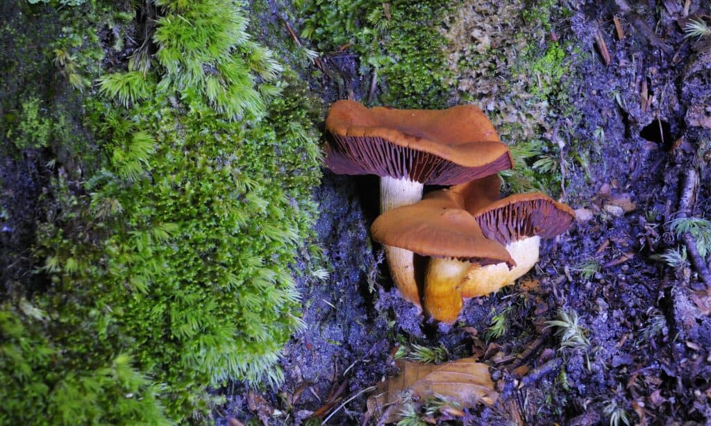 Tipi di funghi velenosi