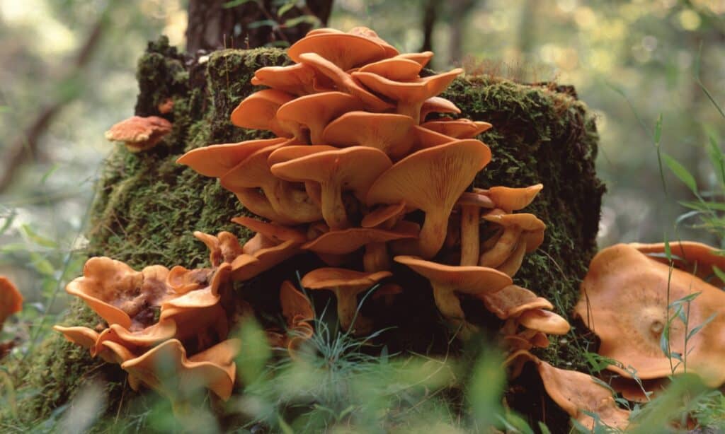 Tipi di funghi velenosi