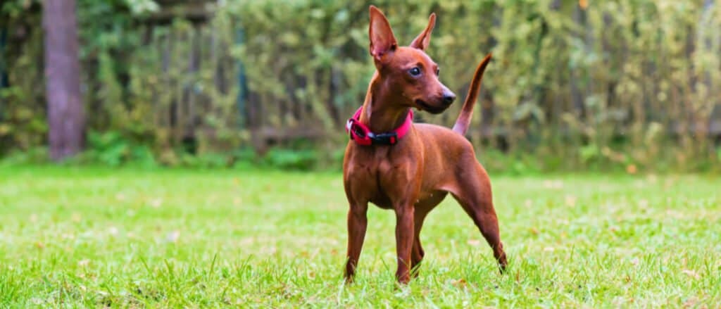 Pinscher miniatura - ritratto rosso min-pin