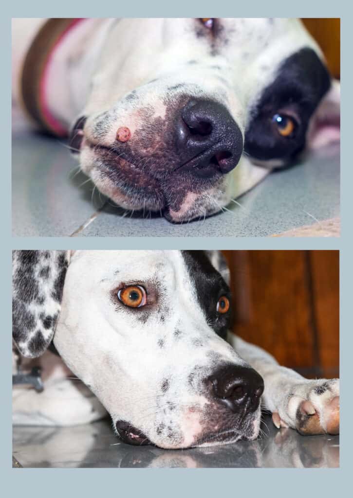 verruca sulla bocca di un cane