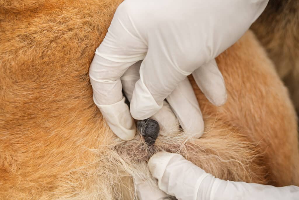 Una verruca su un cane