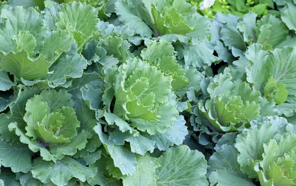 Collards del cavolo che crescono nel campo
