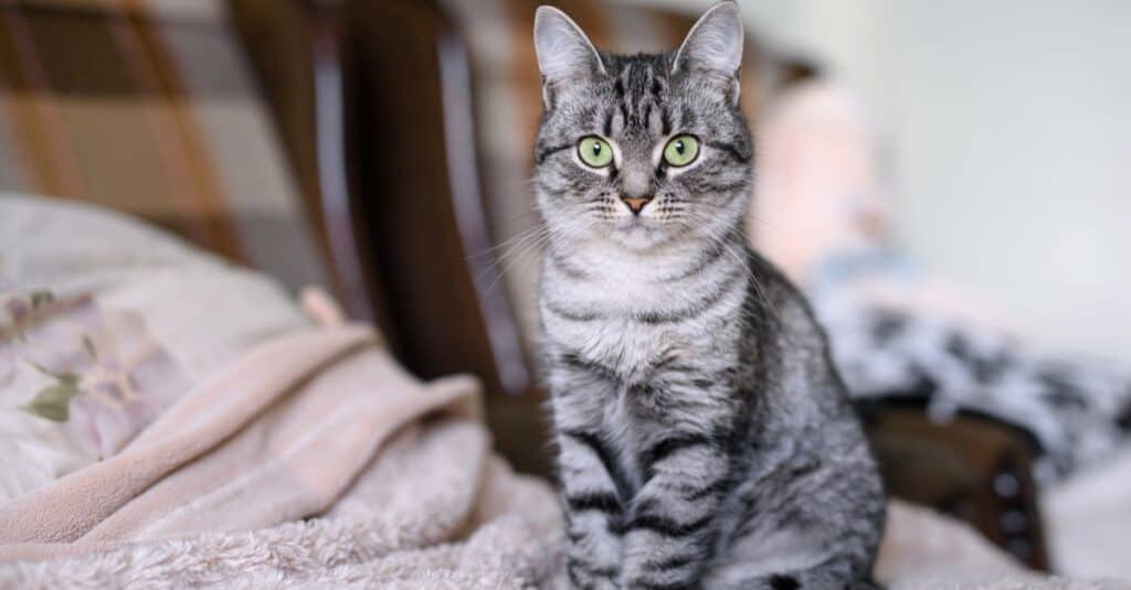 Gatti più pesanti _ più grassi - Domestic Shorthair