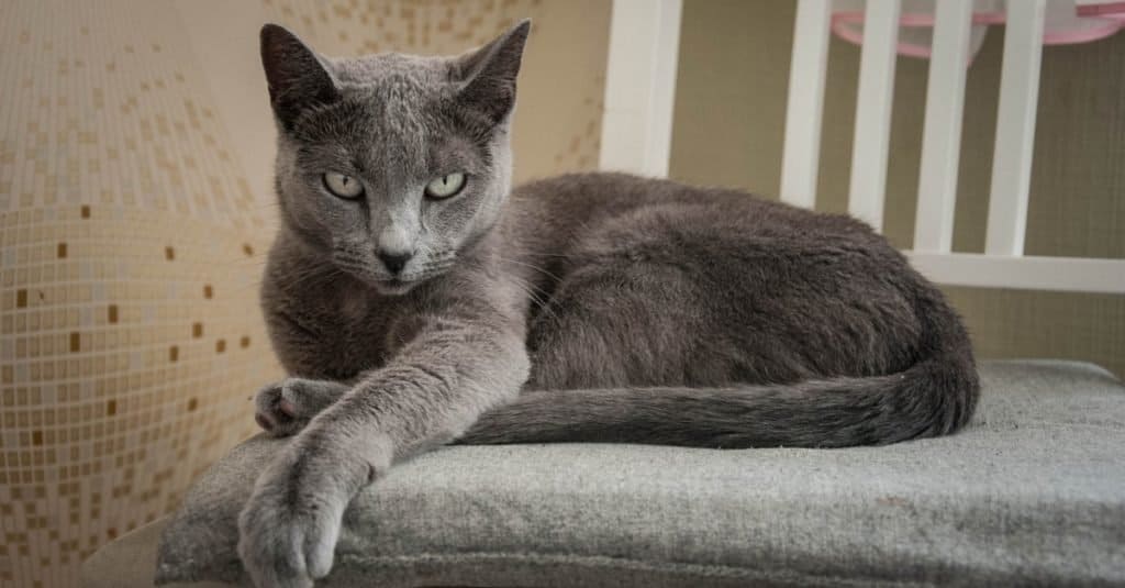 Razze di gatti più costose: blu di Russia