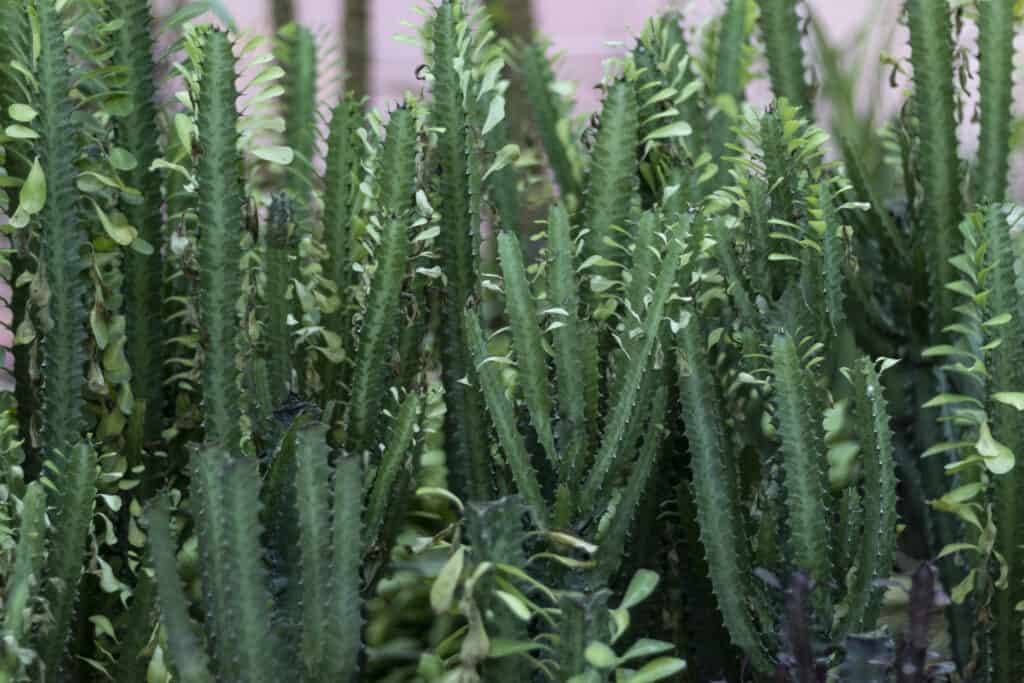 Euforbia trigona