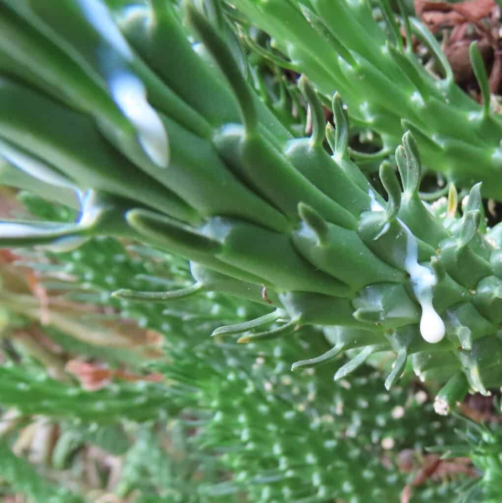 Euforbia con linfa lattiginosa.