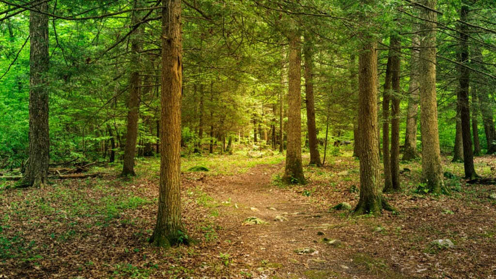 Stokes State Forest nel New Jersey