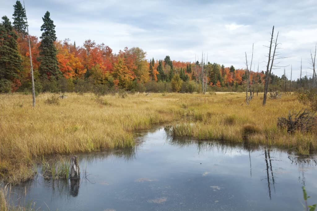 Zona umida del Minnesota settentrionale