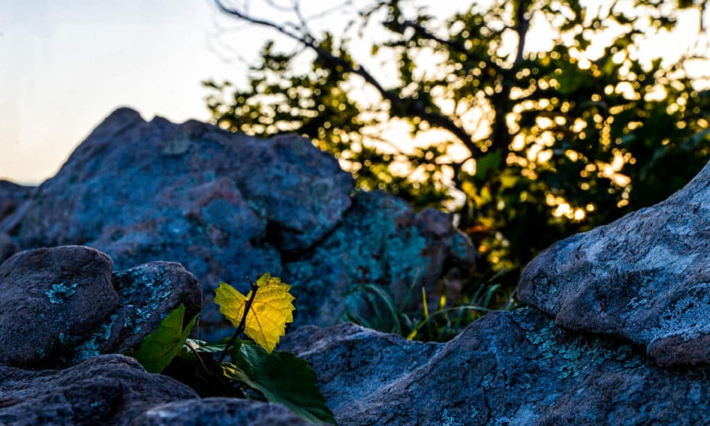 Pinnacle Mountain, Arkansas, State Park, Little Rock - Arkansas, Pinnacle - Formazione rocciosa