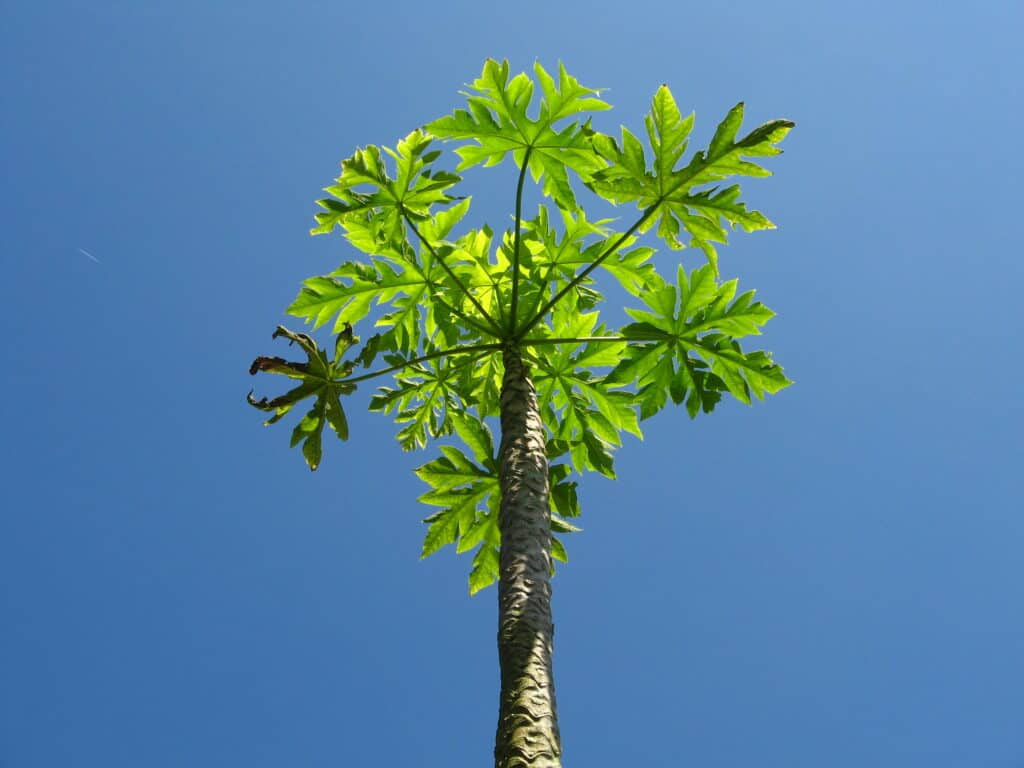 Albero di papaia