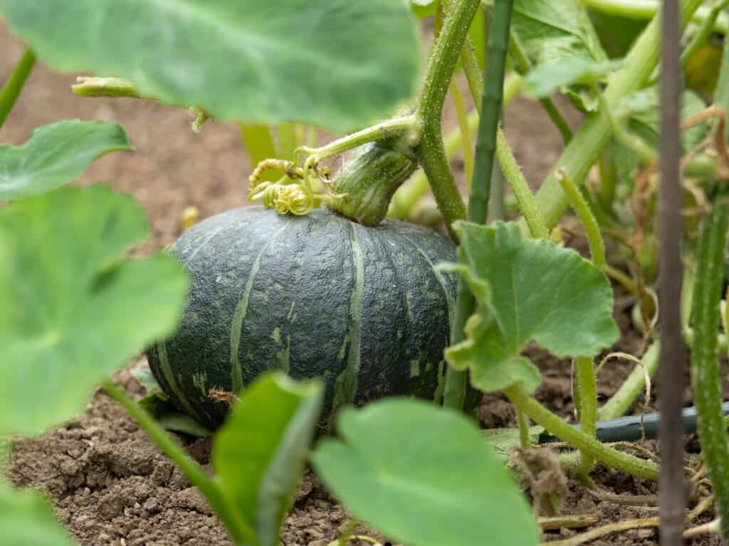 Tutte le varietà di zucca hanno fogliame simile con grandi foglie verdi a forma di cuore e rampicanti.