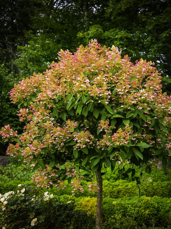 Autunno, sfondi, bellezza, fiore, botanica