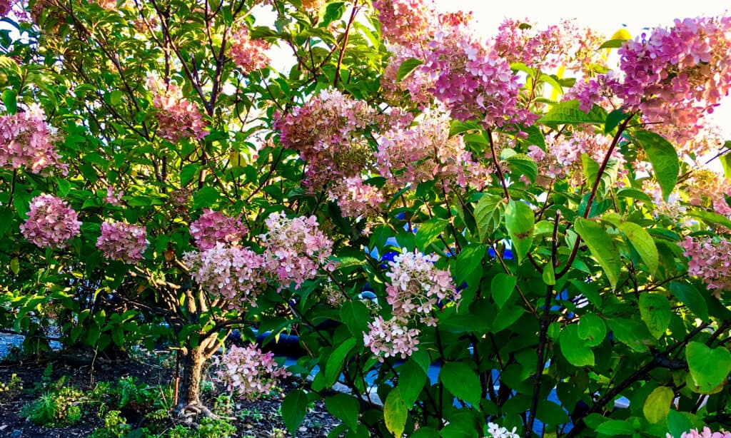 Ortensia, colore rosa, pannocchia, autunno, bellezza
