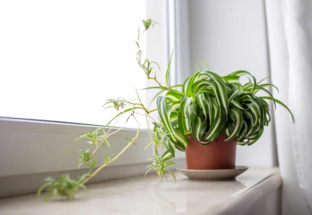 pianta ragno con bambini (sul retro della cornice a destra) su davanzale di marmo bianco.  La finestra, cornice a sinistra, è attraversata da una luce brillante e filtrata.