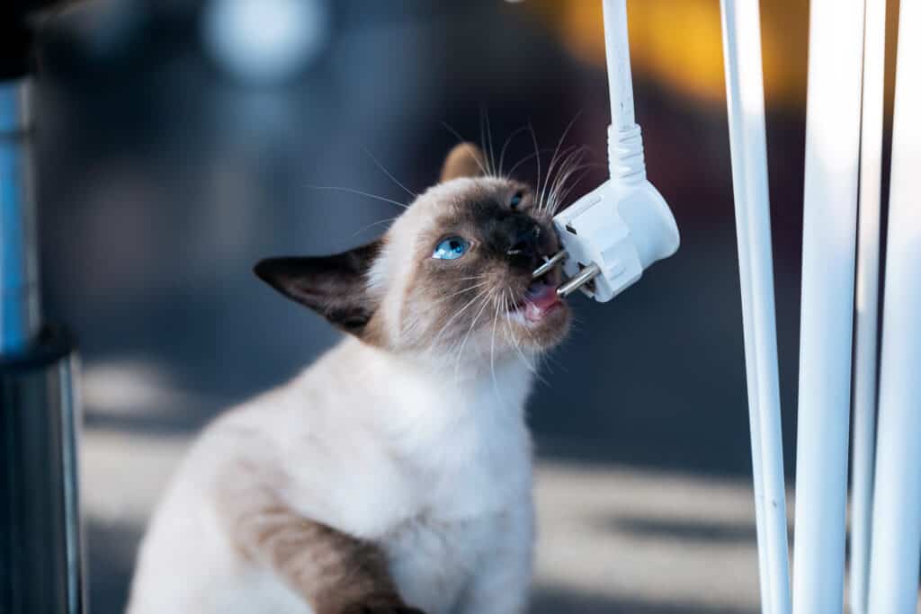 Piccolo gattino siamese che gioca con il cavo del laptop nel soggiorno di casa.