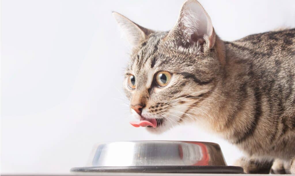 Un gatto che mangia da una ciotola