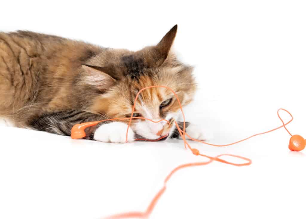 Gatto con la testa in bocca e tra le zampe.