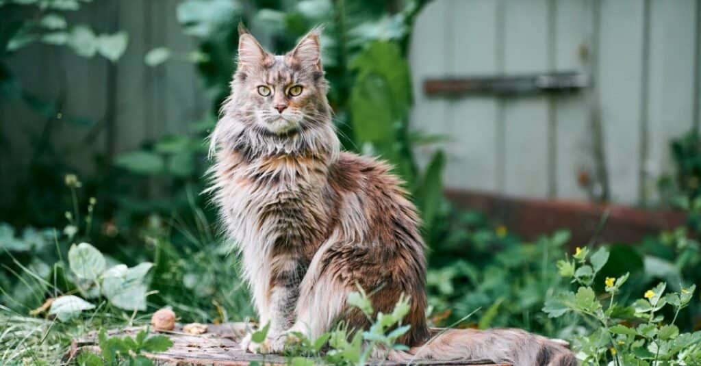 Gatti più alti - Gatto Maine Coon