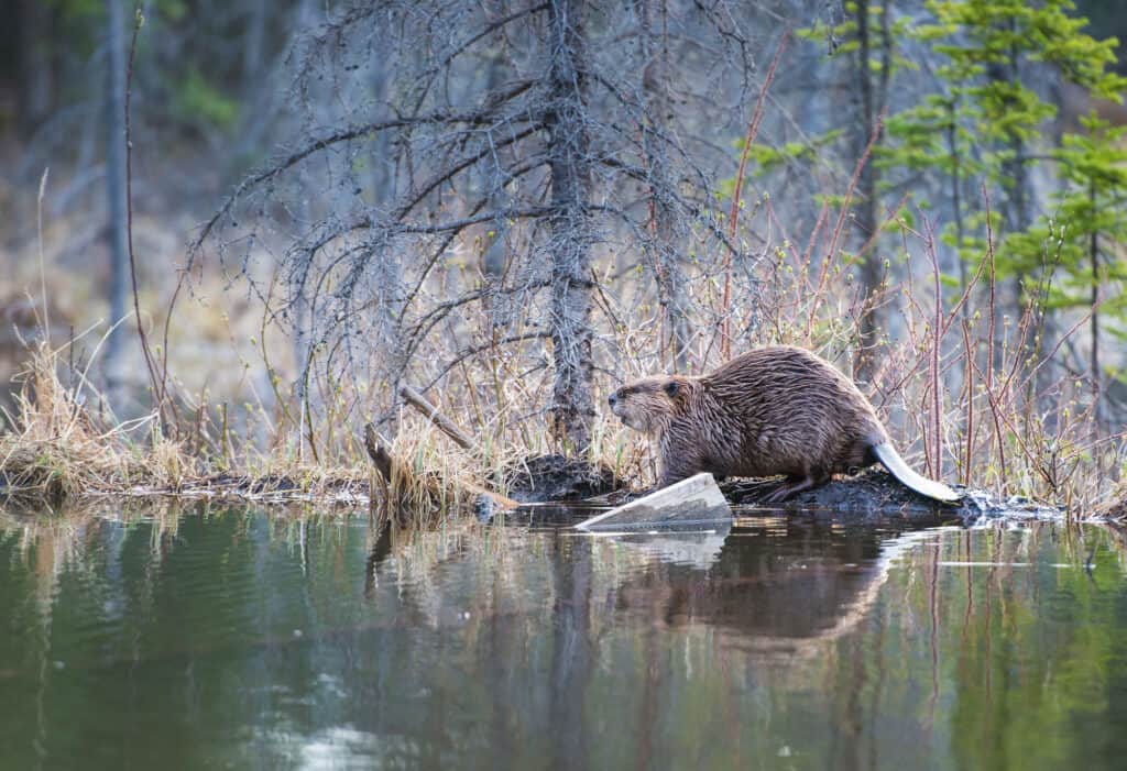 Castoro, Canada, Alberta, Fauna selvatica, Animali allo stato brado