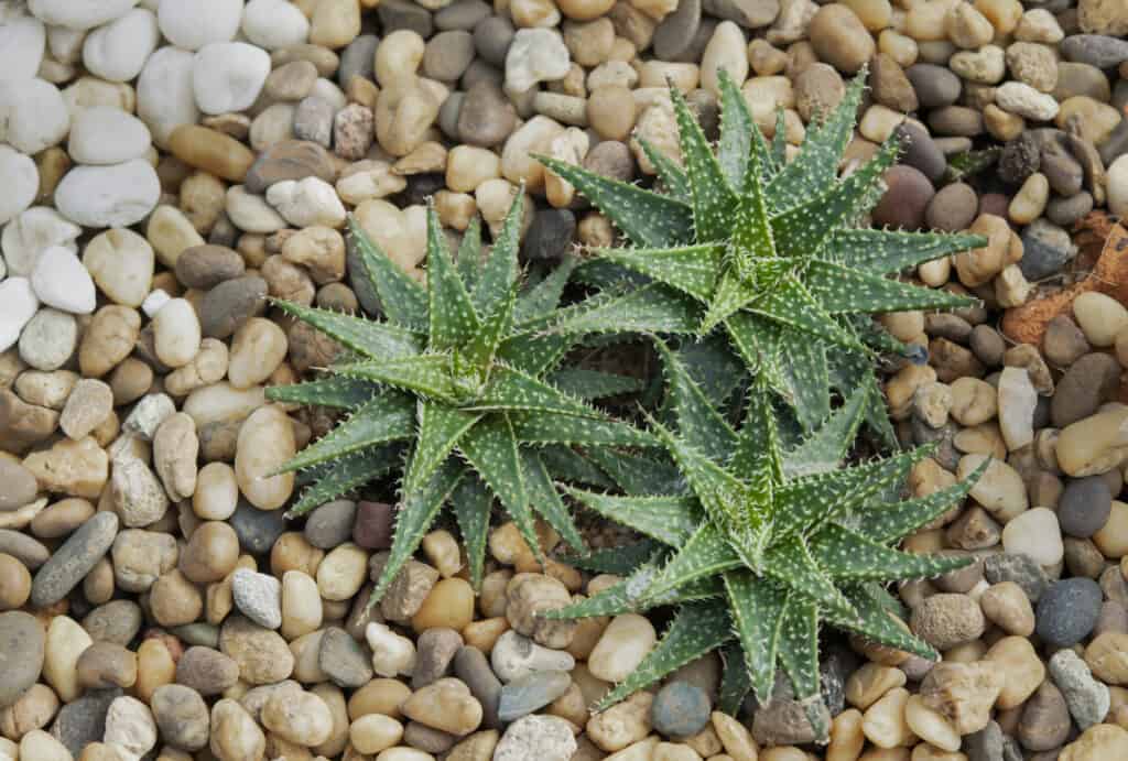Piante succulente Haworthia