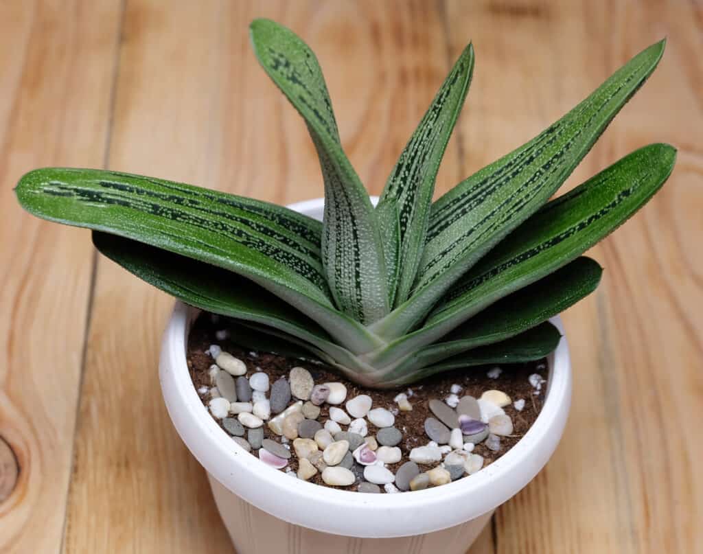 Gasteria Little Warty in vaso