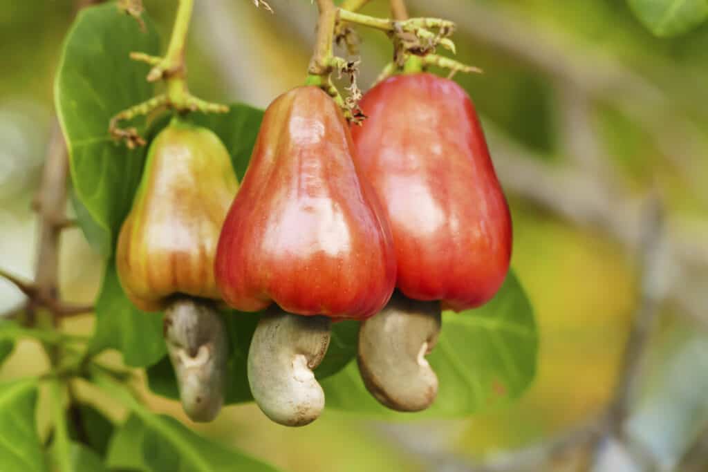 Anacardi appesi sotto la frutta dell'albero