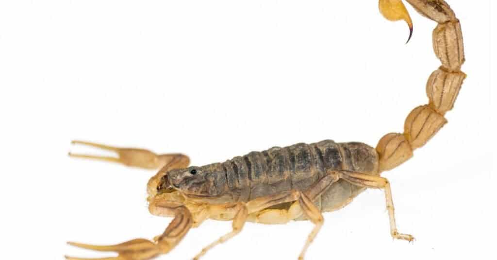 Quante zampe hanno gli scorpioni?  5 Fatti Interessanti Sui Corpi Di Scorpione