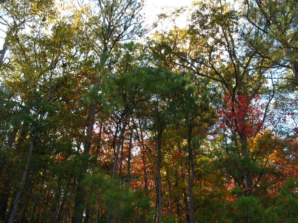 Lago Allatoona in autunno